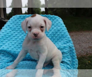 Boxer Puppy for sale in SHILOH, OH, USA