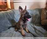 Puppy Tawny Australian Shepherd-German Shepherd Dog Mix