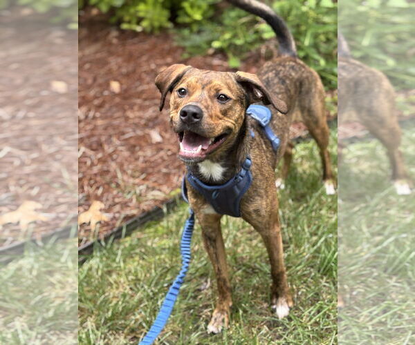 Medium Photo #5 Mutt Puppy For Sale in Holly Springs, NC, USA