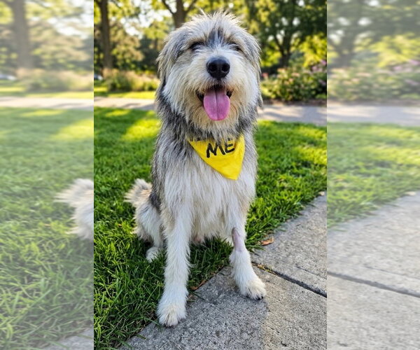 Medium Photo #1 Irish Wolfhound-Unknown Mix Puppy For Sale in Newport Beach, CA, USA