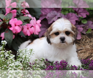 Shih Tzu Puppy for sale in SHILOH, OH, USA