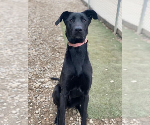 Medium Photo #8 Great Dane-Labrador Retriever Mix Puppy For Sale in Evansville, IN, USA