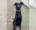 Small #7 Great Dane-Labrador Retriever Mix