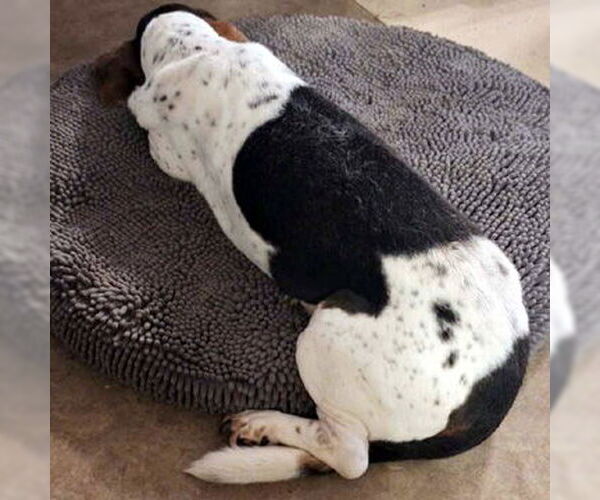 Medium Photo #3 Basset Hound Puppy For Sale in Deepwater, NJ, USA