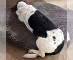 Small #2 Basset Hound