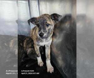 American Staffordshire Terrier-Unknown Mix Dogs for adoption in San Antonio, TX, USA