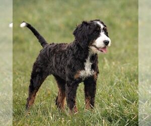 Mother of the Bernedoodle (Miniature) puppies born on 08/21/2025