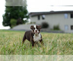 Small Photo #5 Bulldog Puppy For Sale in WARSAW, IN, USA