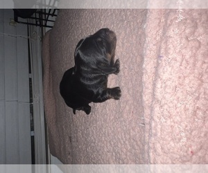Dachshund Puppy for sale in SHELBY, NC, USA