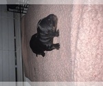 Small Dachshund