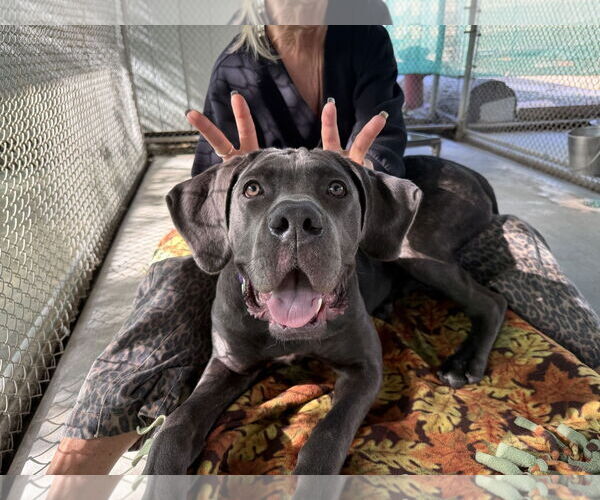 Medium Photo #2 Mutt Puppy For Sale in Seal Beach, CA, USA