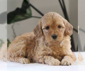 Goldendoodle-Poodle (Miniature) Mix Puppy for sale in AUGUSTA, WV, USA
