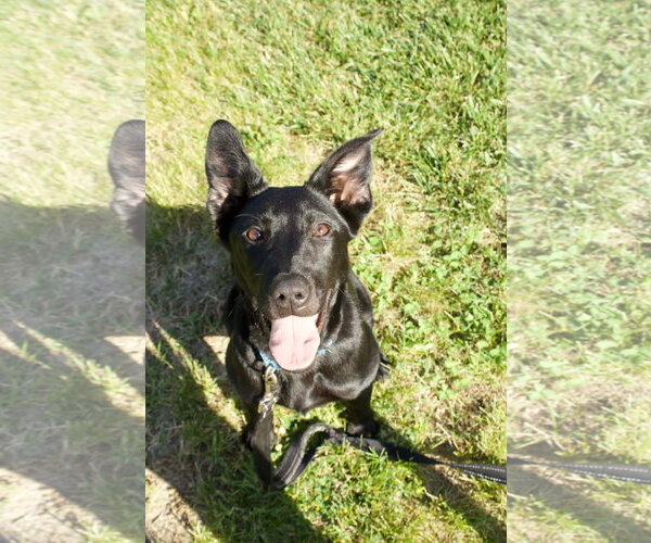 Medium Photo #3 Mutt Puppy For Sale in Pottstown, PA, USA