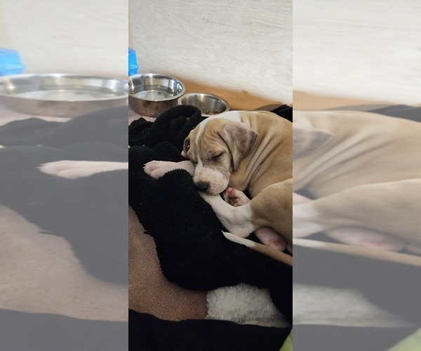 Medium Photo #5 Great Dane Puppy For Sale in BATTLE GROUND, WA, USA