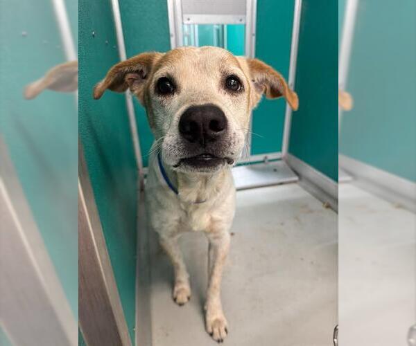 Medium Photo #1 Mutt Puppy For Sale in Oklahoma City, OK, USA