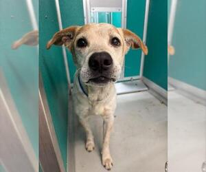 Mutt Dogs for adoption in Oklahoma City, OK, USA