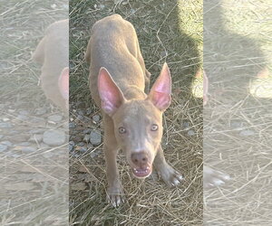 261487  Apple Dumpling - Female American Pit Bull Terrier-Unknown Mix Dog for Adoption - Photo #4