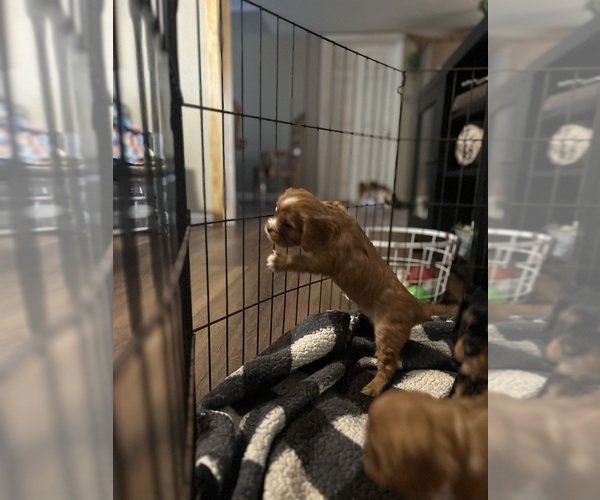 Medium Photo #7 Cavalier King Charles Spaniel Puppy For Sale in DOVER, AR, USA