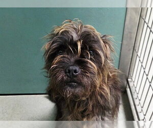Affenpinscher-Unknown Mix Dogs for adoption in San Clemente, CA, USA