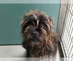 Small Affenpinscher Mix
