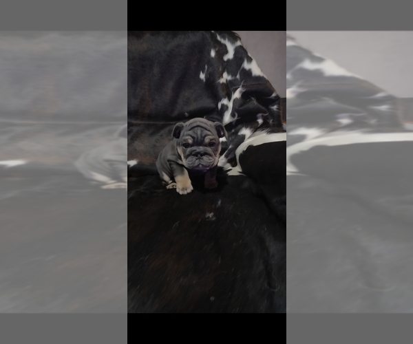 Medium Photo #6 Bulldog Puppy For Sale in ARGYLE, TX, USA