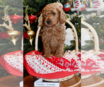 Small Photo #18 Goldendoodle Puppy For Sale in SAINT CLAIR SHORES, MI, USA