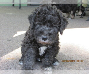 Bedlington Terrier Puppy for Sale in RAPID CITY, South Dakota USA