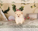 Small Photo #12 Pom-A-Poo Puppy For Sale in WARSAW, IN, USA