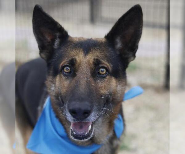 Medium Photo #1 German Shepherd Dog-Unknown Mix Puppy For Sale in San Antonio, TX, USA