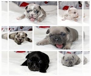 French Bulldog Puppy for sale in COLUMBIA FALLS, MT, USA