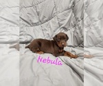Small #9 Doberman Pinscher