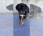 Small Mutt
