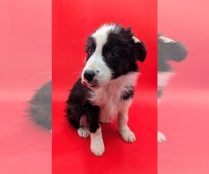 Border Collie Puppy for sale in GOSHEN, IN, USA