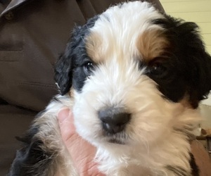 Bernedoodle-Bernese Mountain Dog Mix Puppy for sale in ERIE, CO, USA