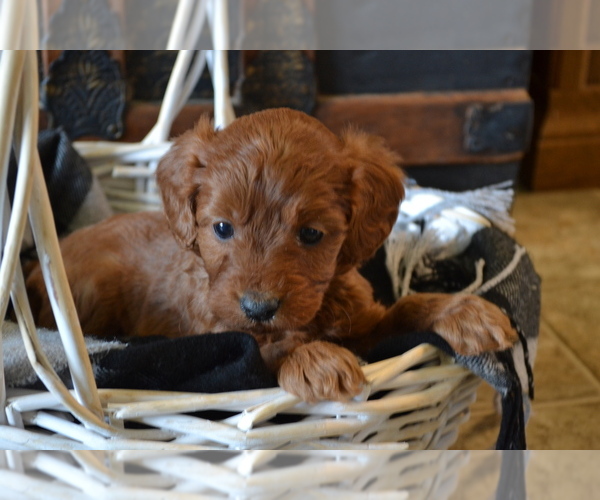 Medium Photo #4 Cavapoo (Miniature) Puppy For Sale in GREENWOOD, WI, USA