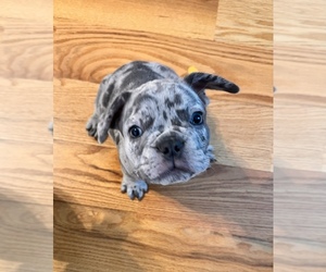 French Bulldog Puppy for sale in EUDORA, KS, USA