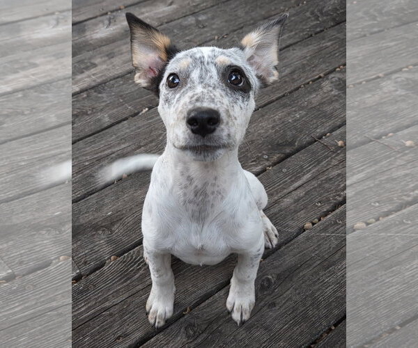 Medium Photo #2 Mutt Puppy For Sale in Brooklyn Center, MN, USA