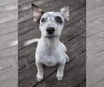 Small #1 Mutt