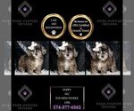 Puppy Poppy AKC Poodle (Miniature)