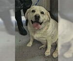 Small Golden Labrador