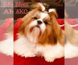 Mother of the Shih Tzu puppies born on 07/18/2023
