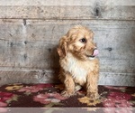 Small Photo #11 Goldendoodle Puppy For Sale in VERMONTVILLE, MI, USA