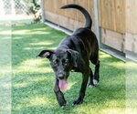 Small #2 Labrador Retriever Mix