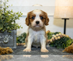 Puppy Cody Cavalier King Charles Spaniel
