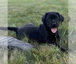 Puppy Puppy 6 lacy Labrador Retriever