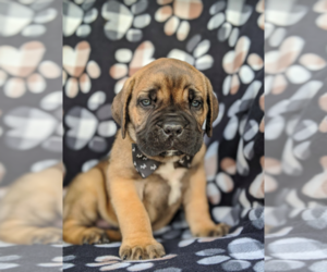 Cane Corso Puppy for sale in KIRKWOOD, PA, USA