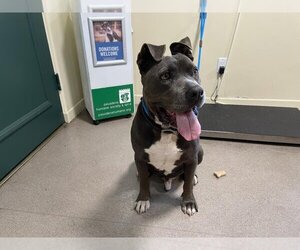 American Pit Bull Terrier-Unknown Mix Dogs for adoption in Pasadena, CA, USA