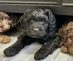 Small Photo #1 Labradoodle Puppy For Sale in SALT LAKE CITY, UT, USA