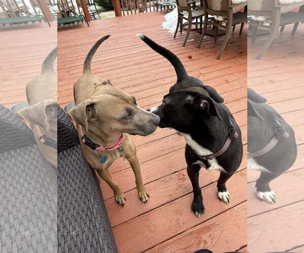 Medium Photo #13 Mountain Cur-Unknown Mix Puppy For Sale in Oakhurst, NJ, USA