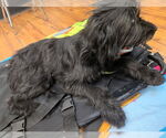 Small #11 Mutt